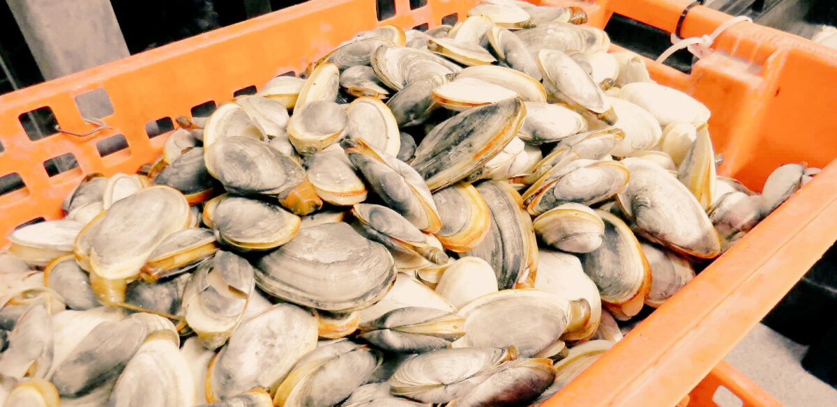 donna-marie-fresh-clams-cape-cod