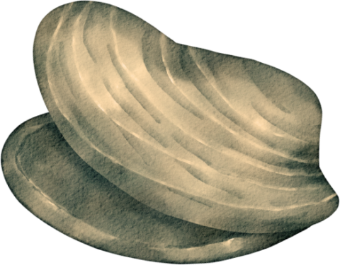 Cape Tip Seafood | Fresh Quality Cape Cod Seafood