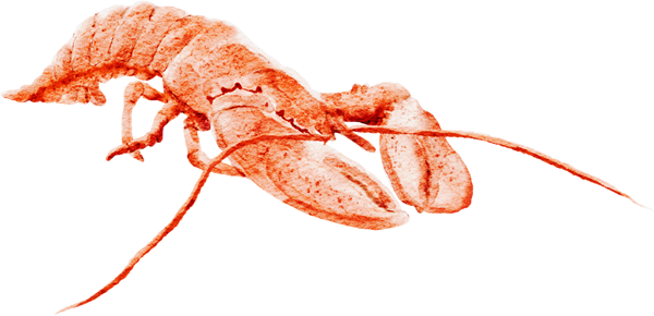 fresh-lobster-cape-tip-seafood