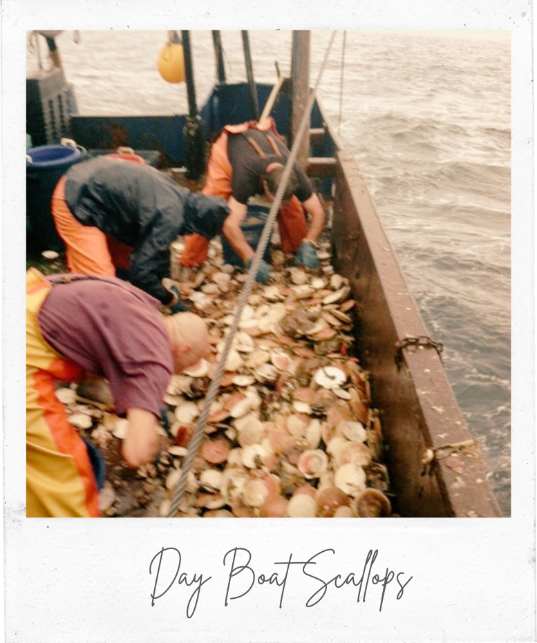 Cape Tip Seafood Day Boat Scallops