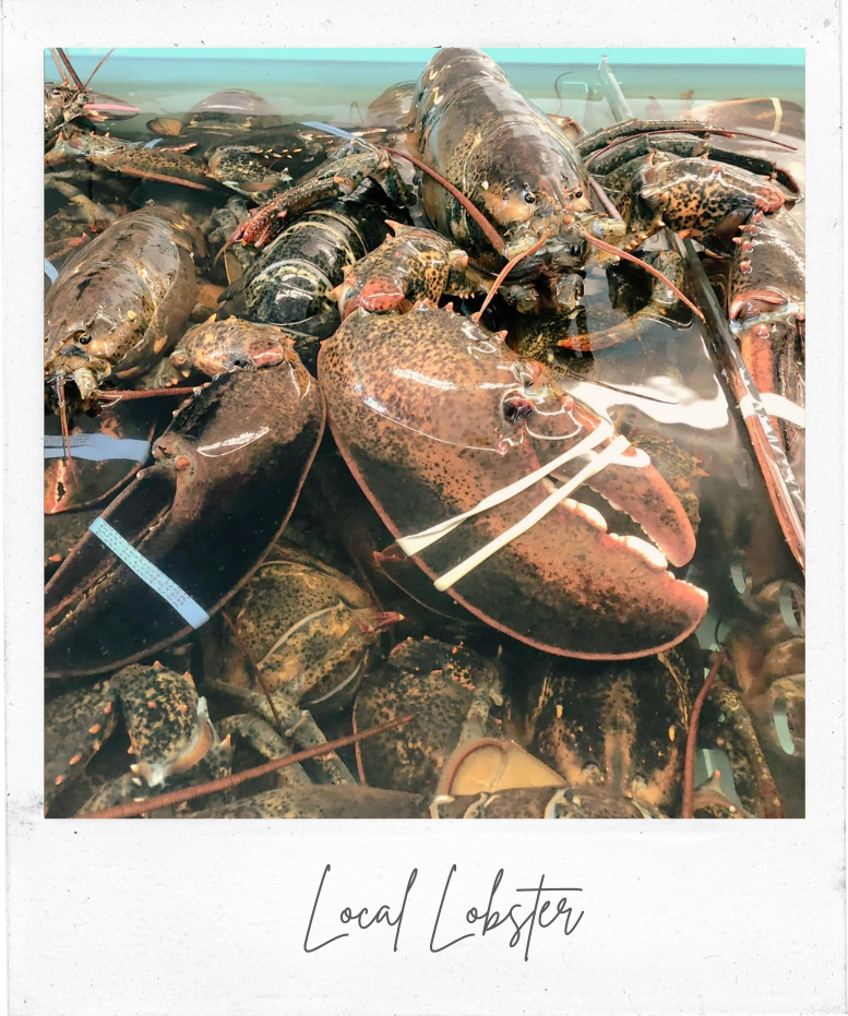 Cape Tip Seafood Local Lobster